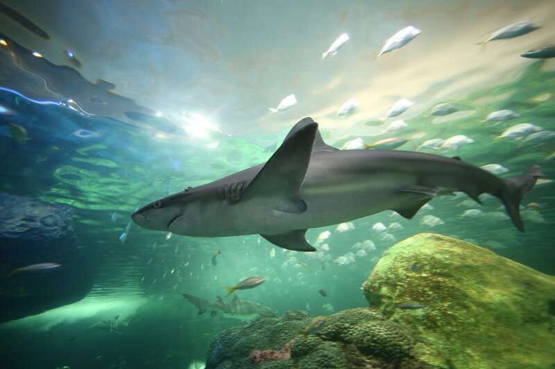 toronto-ripleys-aquarium-of-canada-entry-ticket