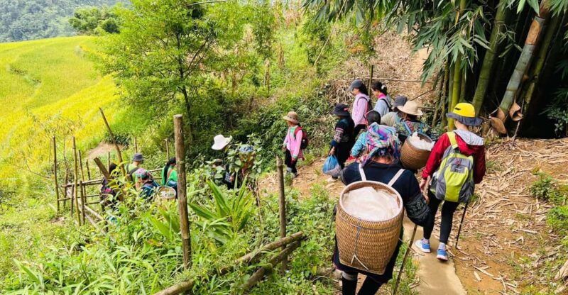 trekking-sapa-1-day-the-best-terraced-rice-field