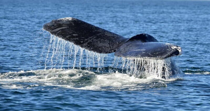 trincomalee-whale-and-dolphin-watching-tour