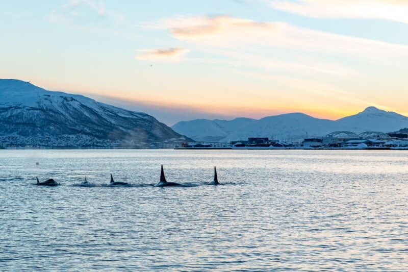 tromso-fjord-history-cruise-with-snack-and-drinks