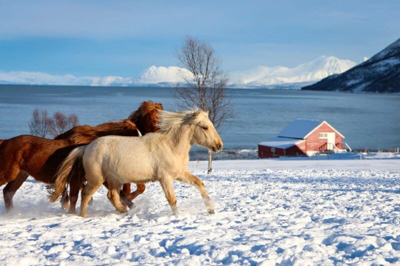 tromso-lyngen-horse-stud-farm-visit