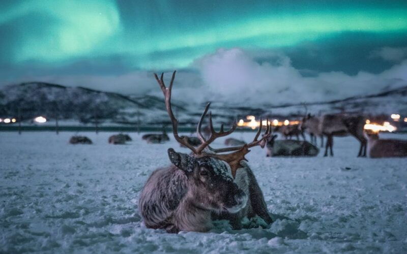 tromso-reindeer-sled-dinner-and-northern-lights-day-trip