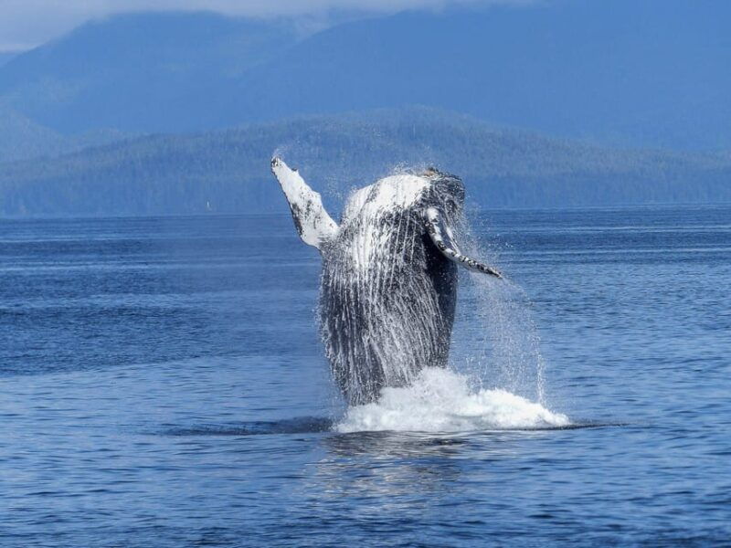 tromso-whale-safari-with-ms-keiser-wilhelm