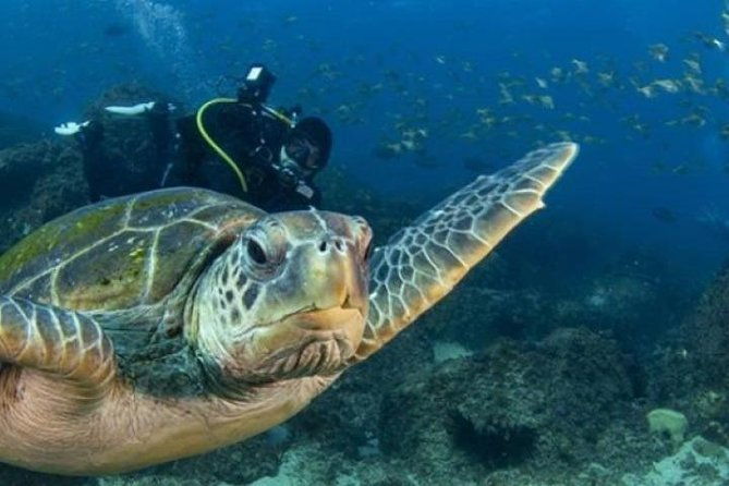 Try-Scuba Experience at Cook Island: Turtle Encounters 100% - Exploring the Try-Scuba Experience at Cook Island: Turtle Encounters 100%
