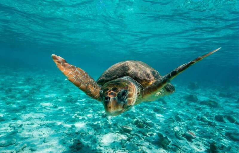 tulum-2-spot-reef-snorkel-1-hour-30-minutes