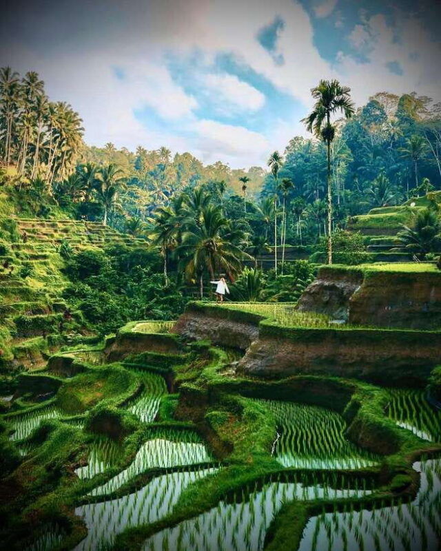 ubud-hidden-waterfall-monkey-forest-rice-terrace-swing