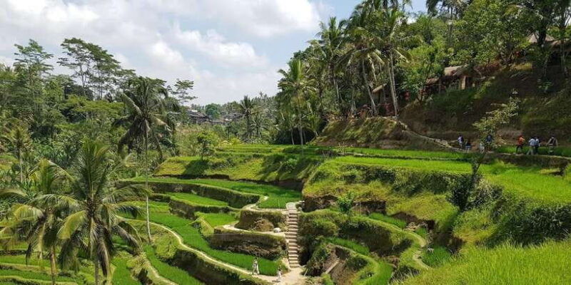 ubud-monkey-forest-temple-rice-terrace-and-art-village