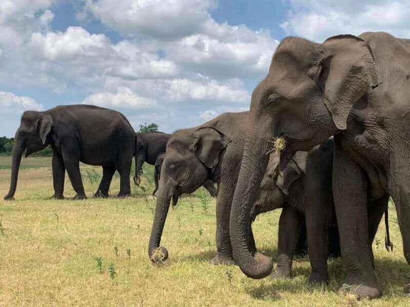 udawalawa-national-park-safari-elephant-transit-home-tour