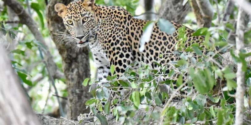 udawalawe-national-park-safari-with-experienced-driver-2