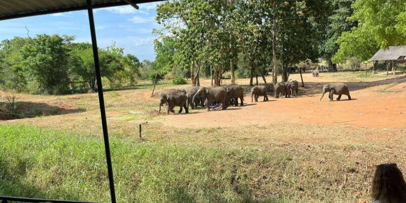 udawalawe-national-park-wildlife-safari-from-galle