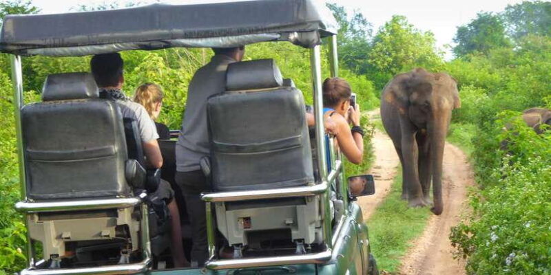 udawalawe-private-safari-all-inclusive-day-trip-with-lunch
