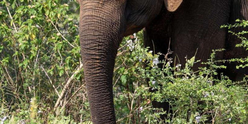 udawalawe-safari-private-tour-%f0%9f%90%98