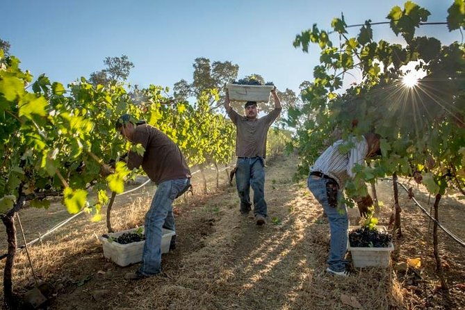 Ultimate Mornington Peninsula Food and Wine Small Group Tour - What Makes This Tour Special?