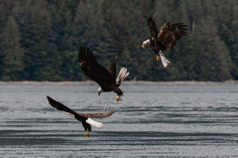 vancouver-island-campbell-river-whales-wildlife-adventure