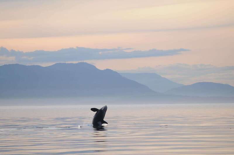 vancouver-island-cowichan-bay-sunset-whale-watching-tour