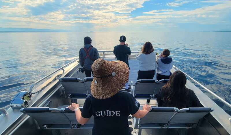 vancouver-island-spring-bears-and-whales-full-day-tour