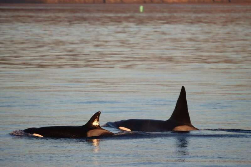 vancouver-whale-watching-safari
