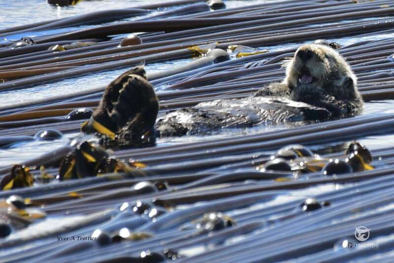 victoria-3-hour-whale-watching-tour