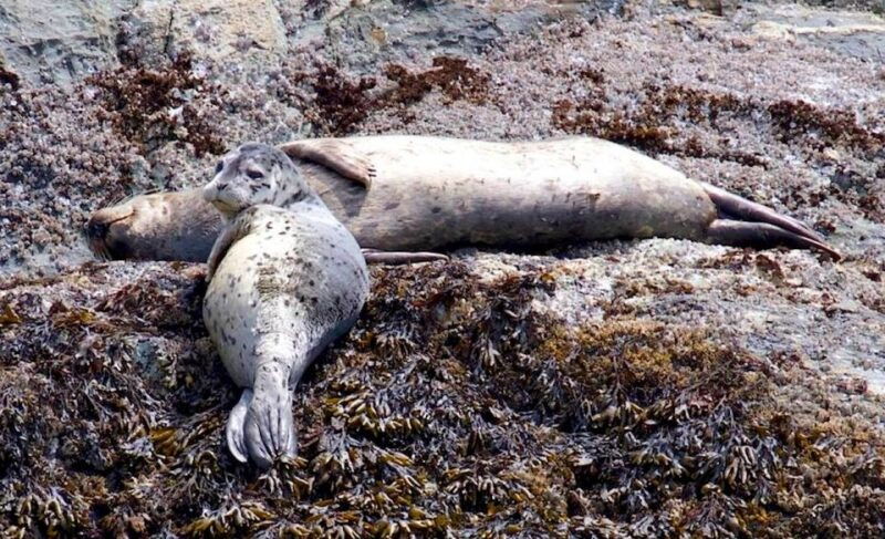 victoria-bc-marine-wildlife-whale-watch-tour