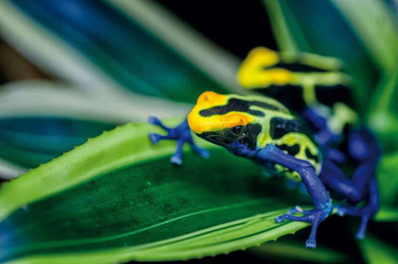 victoria-butterfly-gardens-admission-ticket