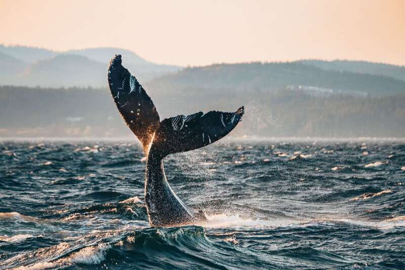 victoria-covered-whale-watching-adventure-with-free-photos