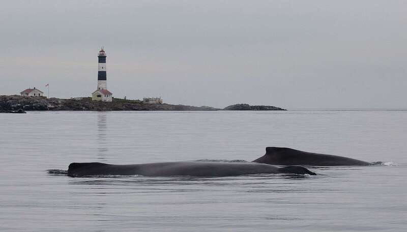 victoria-guided-whale-and-wildlife-watching-cruise