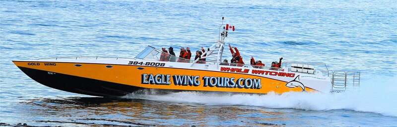 victoria-morning-whale-watching-tour-in-scarab-boat
