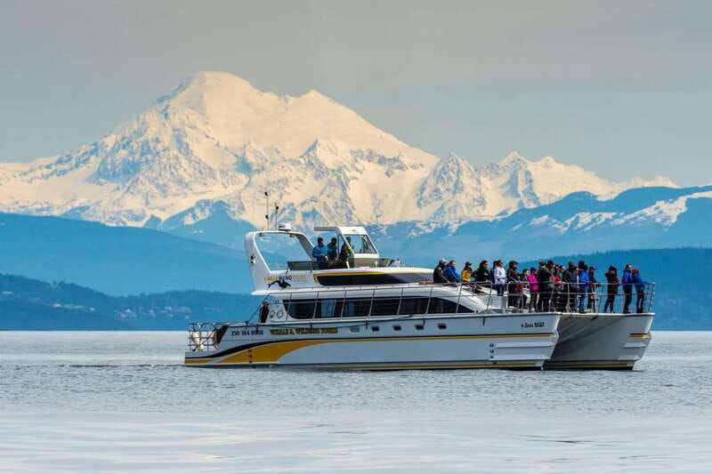 victoria-whale-and-wildlife-semi-covered-boating-tour