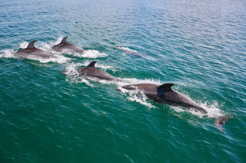 vilamoura-boat-tour-dolphin-quest