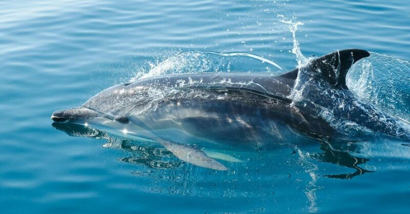 vilamoura-boat-tour-trough-algarve-coastline-highlights