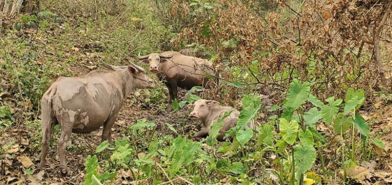 visit-buffalo-farm-cooking-class-forest-kuang-si-waterfall