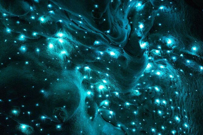Waitomo Glowworm Cave Experience - Small Group Tour from Auckland - Key Points