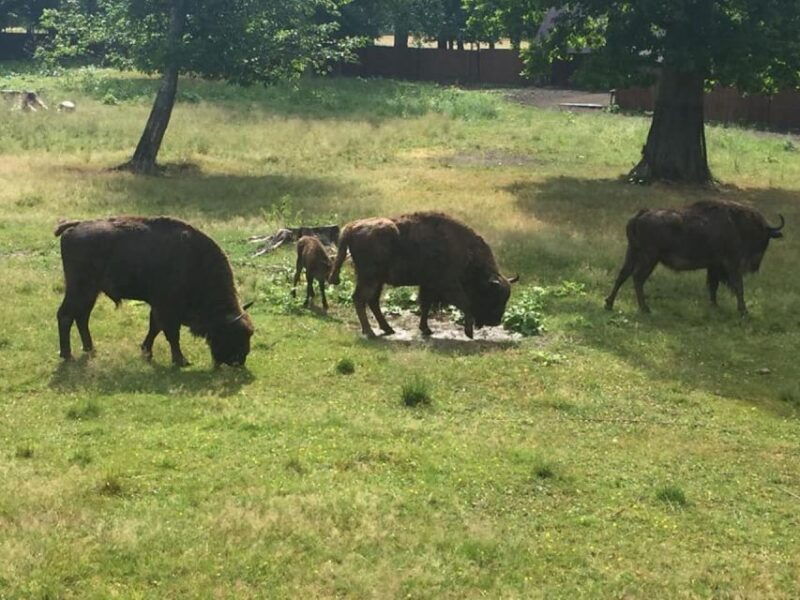 warsaw-bialowieza-national-park-and-european-bison-tour