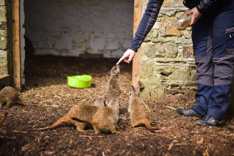 wells-house-co-wexford-entry-picnic-meerkat-fun