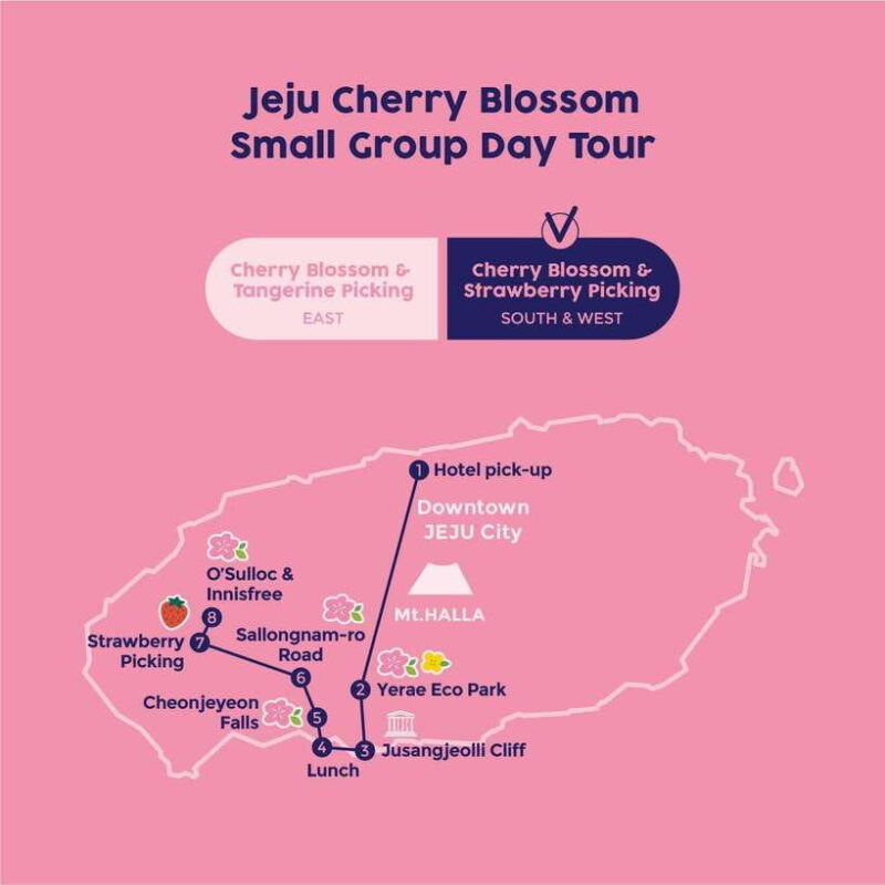 west-jeju-cherry-blossom-strawberry-picking-small-group-tour