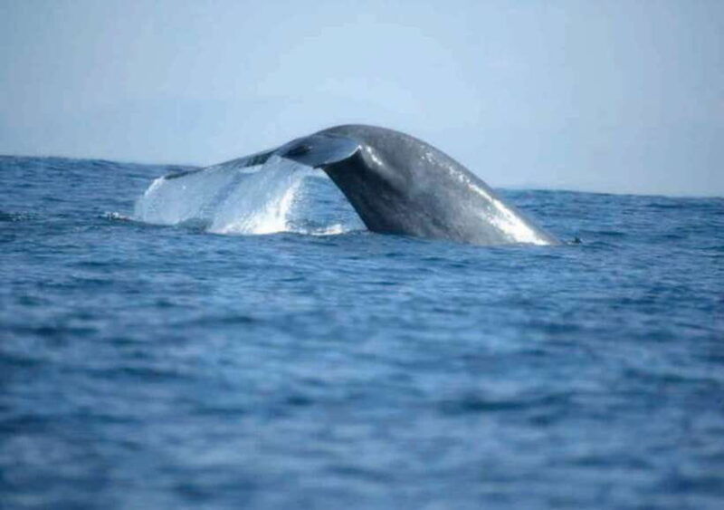 whale-watching-boat-tour-from-galle