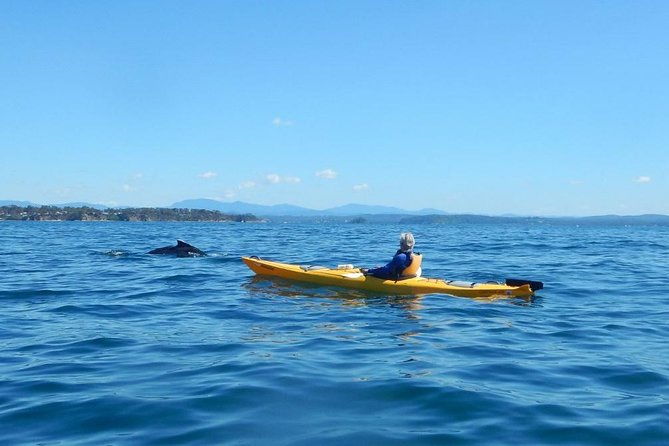 Whale Watching by Sea Kayak in Batemans Bay - Key Points