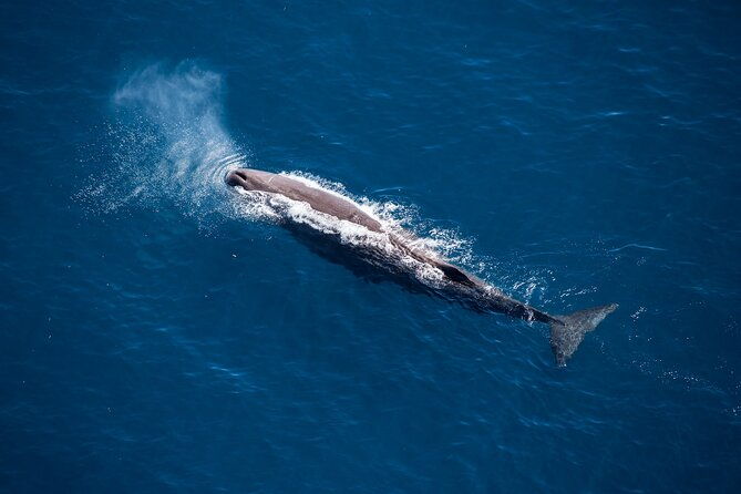 Whale Watching Ultimate Adventure Tour Kaikoura 1 hour 20 min - Key Points