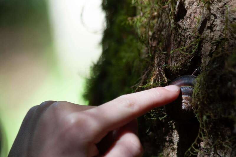 whistler-forest-walk-tour-for-families