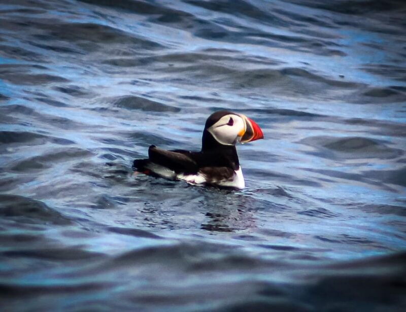 wild-atlantic-way-wildlife-eco-cruise