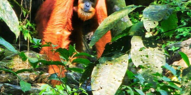 wild-orangutan-trek-2-day-adventure-in-gunung-leuser-park