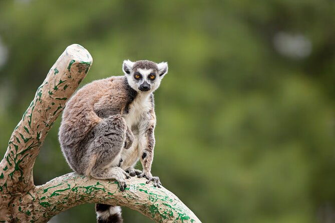 Wild Tales Rise & Shine at Melbourne Zoo - excl. entry - Key Points