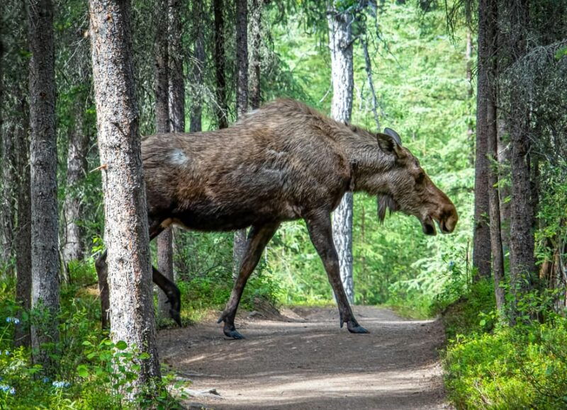 wildlife-safari-with-campfire-dinner-from-helsinki