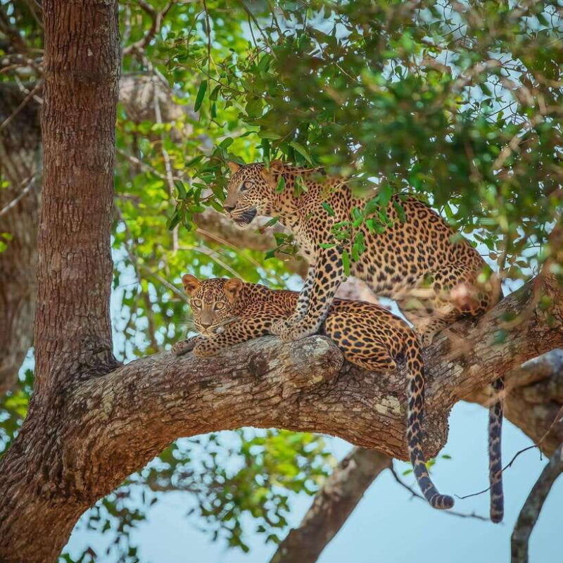 wilpattu-all-inclusive-private-full-day-jeep-safari-12h