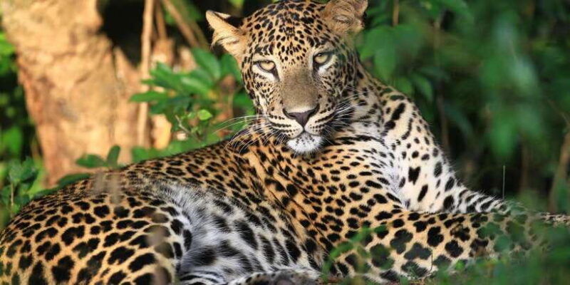 wilpattu-jeep-safari-day-tour-from-trincomalee