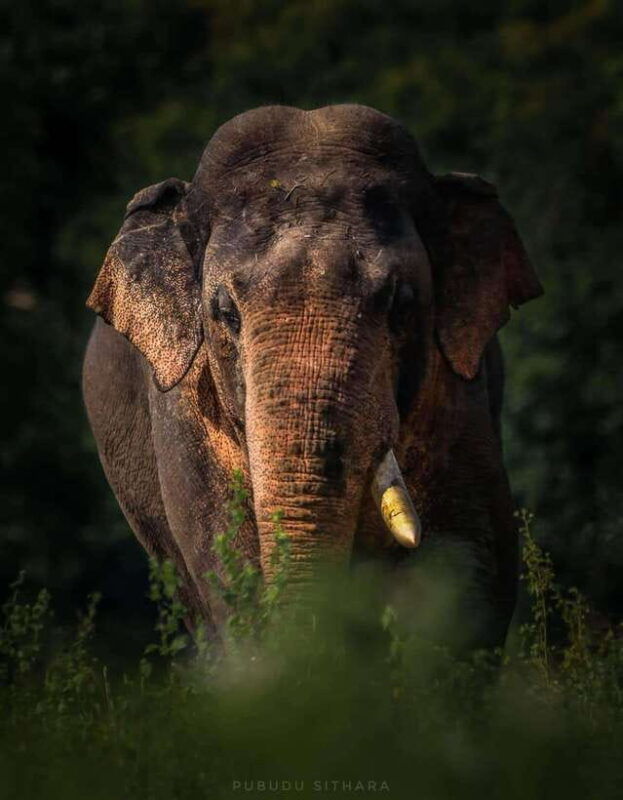 wilpattu-leopard-trails-sri-lanka-4wd-safari-with-guide