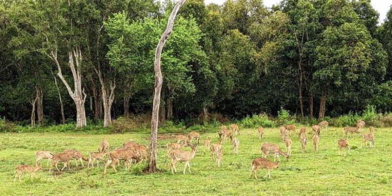 wilpattu-national-park-full-day-safari-0600am-1800pm