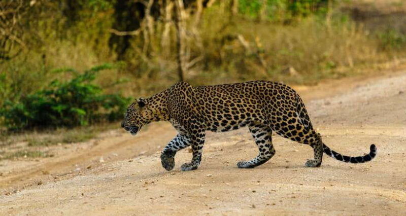 wilpattu-national-park-morning-or-afternoon-safari-2