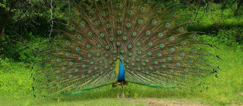 wilpattu-national-park-safari-guided-by-naturalist-ranger
