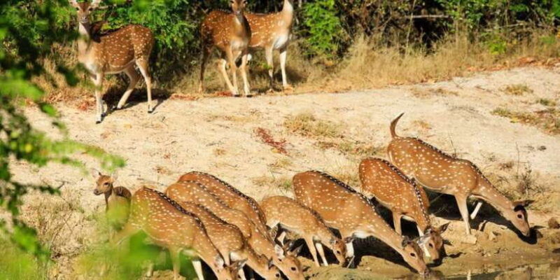 wilpattu-national-park-safari-tour-from-colombo